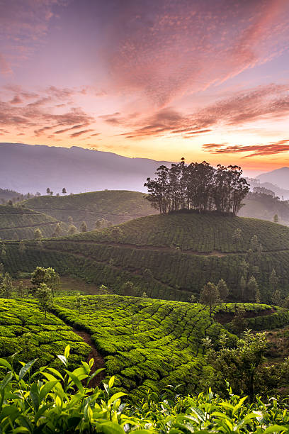Sunrise over tea plantations in Munnar, Kerala, India